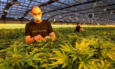 Zurich Cannabis Legalization