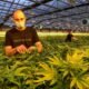 Zurich Cannabis Legalization