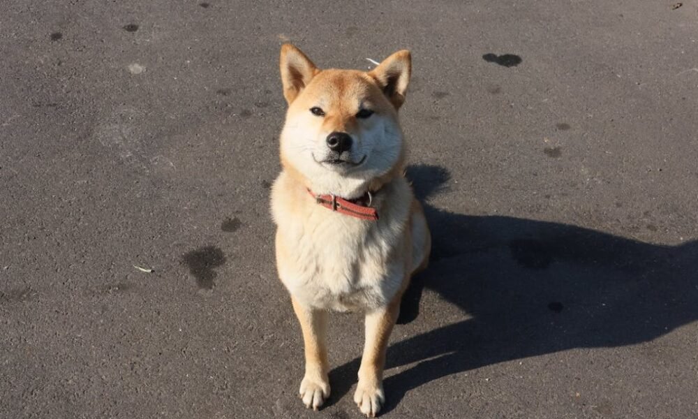 Eliminate Pet Odor