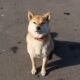 Eliminate Pet Odor