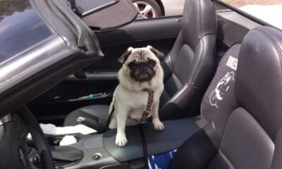 How to Get Dog Pee Out of Car Seats