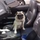How to Get Dog Pee Out of Car Seats