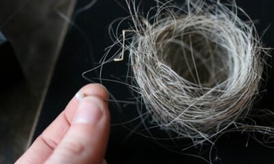 How to Preserve a Birds Nest
