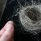 How to Preserve a Birds Nest