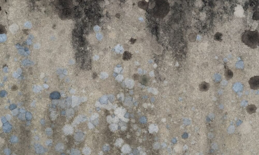 Mold Remediation Services
