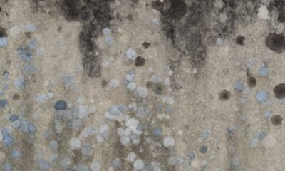 Mold Remediation Services