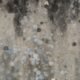 Mold Remediation Services