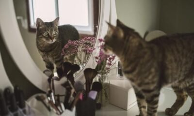 Why Do Cats Scratch Mirrors