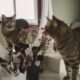 Why Do Cats Scratch Mirrors