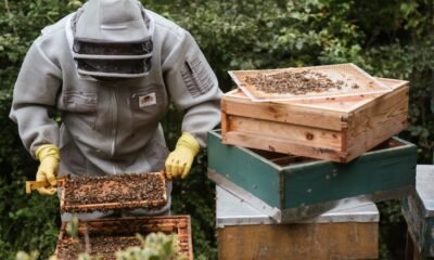 Bee Nest Removal