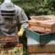 Bee Nest Removal