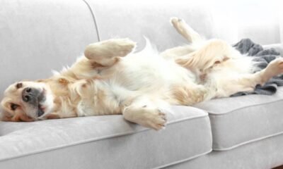 How to Clean a Couch That Smells Like Dog