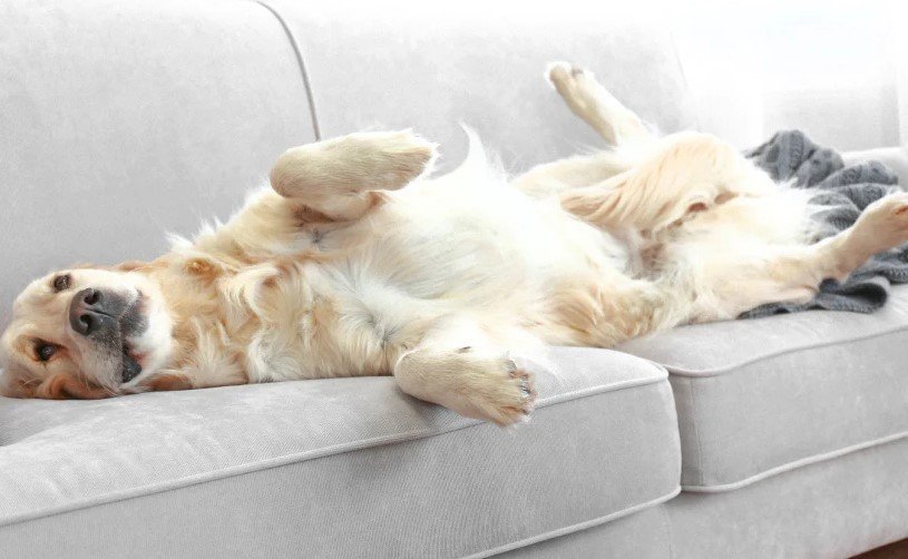 How to Clean a Couch That Smells Like Dog
