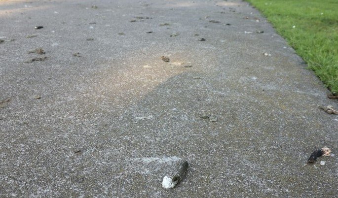 How to Remove Bird Poop from Concrete