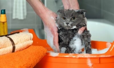 Is Palmolive Dish Soap Safe for Cats