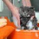 Is Palmolive Dish Soap Safe for Cats