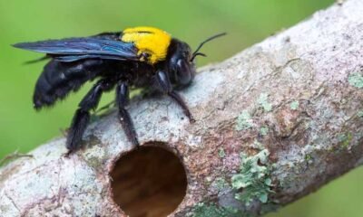 How to Get Rid of Carpenter Bees
