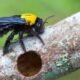 How to Get Rid of Carpenter Bees