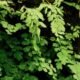 Poison Ivy