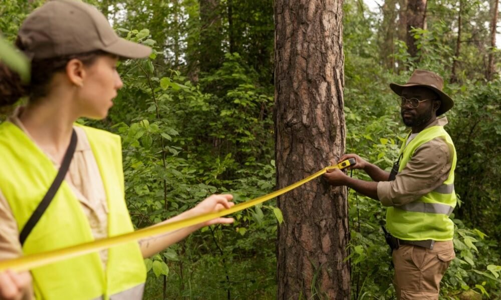 Remove Hazardous Trees