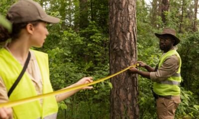 Remove Hazardous Trees