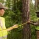 Remove Hazardous Trees