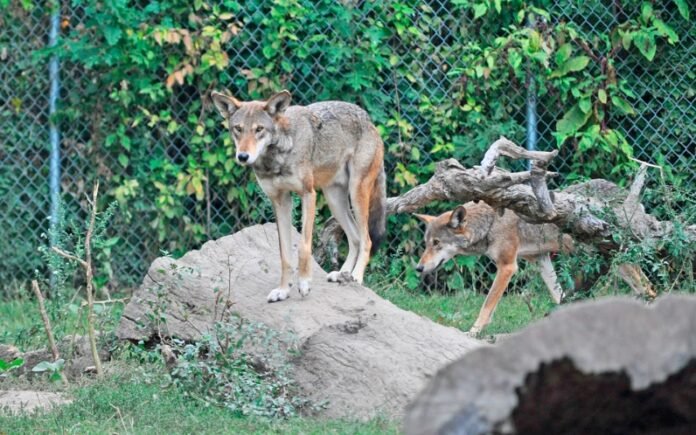 Wolf Reintroduction Sparks Controversy In Colorado’s Grand County