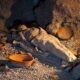 A Thousand-Year-Old Mystery