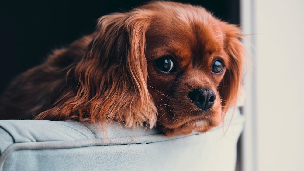 Animal Shelter Seeks Justice