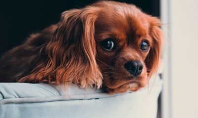 Animal Shelter Seeks Justice