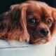 Animal Shelter Seeks Justice