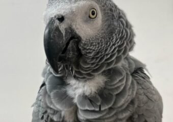 Foul-Mouthed Parrots