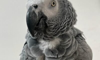 Foul-Mouthed Parrots