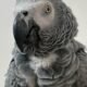 Foul-Mouthed Parrots