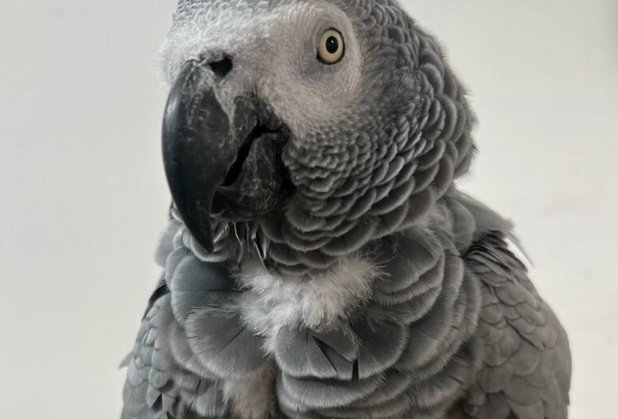 Foul-Mouthed Parrots