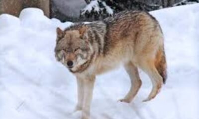 Gray Wolves from Washington Tribe
