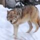 Gray Wolves from Washington Tribe