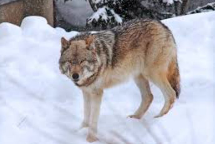 Gray Wolves from Washington Tribe
