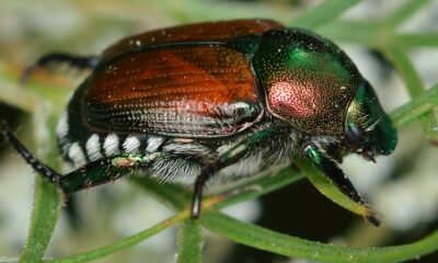 Japanese beetle