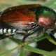 Japanese beetle