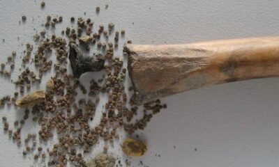 A Hollowed-Out Bone