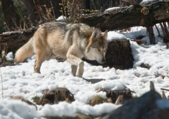 Colorado’s Gray Wolves