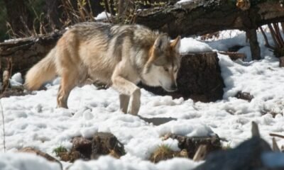 Colorado’s Gray Wolves