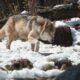 Colorado’s Gray Wolves