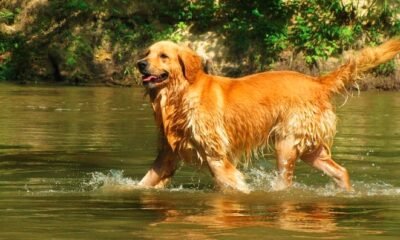 Grand Rivers pet