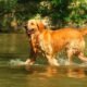Grand Rivers pet