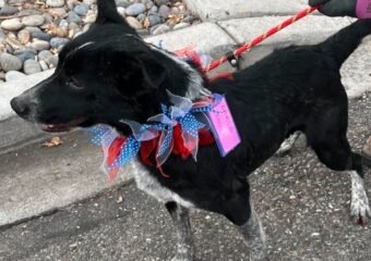 Heeler at Grand Rivers Humane