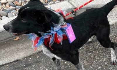 Heeler at Grand Rivers Humane