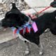 Heeler at Grand Rivers Humane