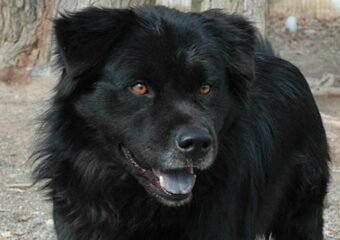 Roice-Hurst celebrates Valentine’s Day